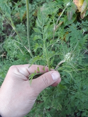 Daucus carota