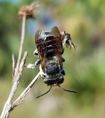 Megachile townsendiana
