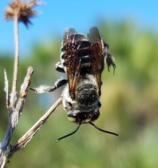 Megachile townsendiana