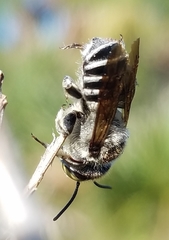 Megachile townsendiana