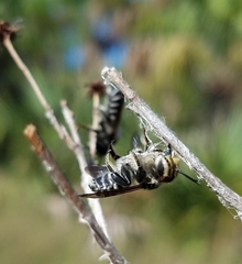 Megachile townsendiana