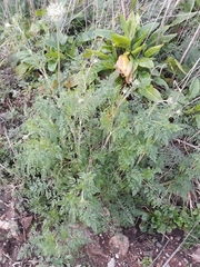 Daucus carota