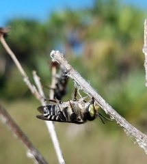 Megachile townsendiana