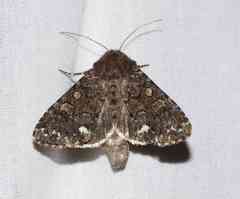 Melanchra pulverulenta