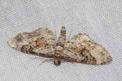 Eupithecia mutata