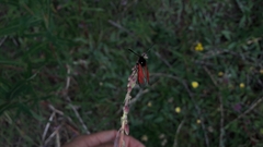 Zygaena purpuralis