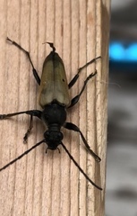 Trigonarthris