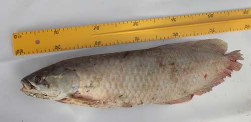 African arowana (Heterotis niloticus) — Arapaimidae — 5