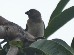 Lonchura leucogastroides