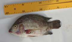 Sarotherodon galilaeus