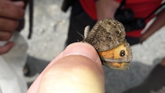 Erebia montanus
