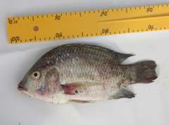 Sarotherodon galilaeus