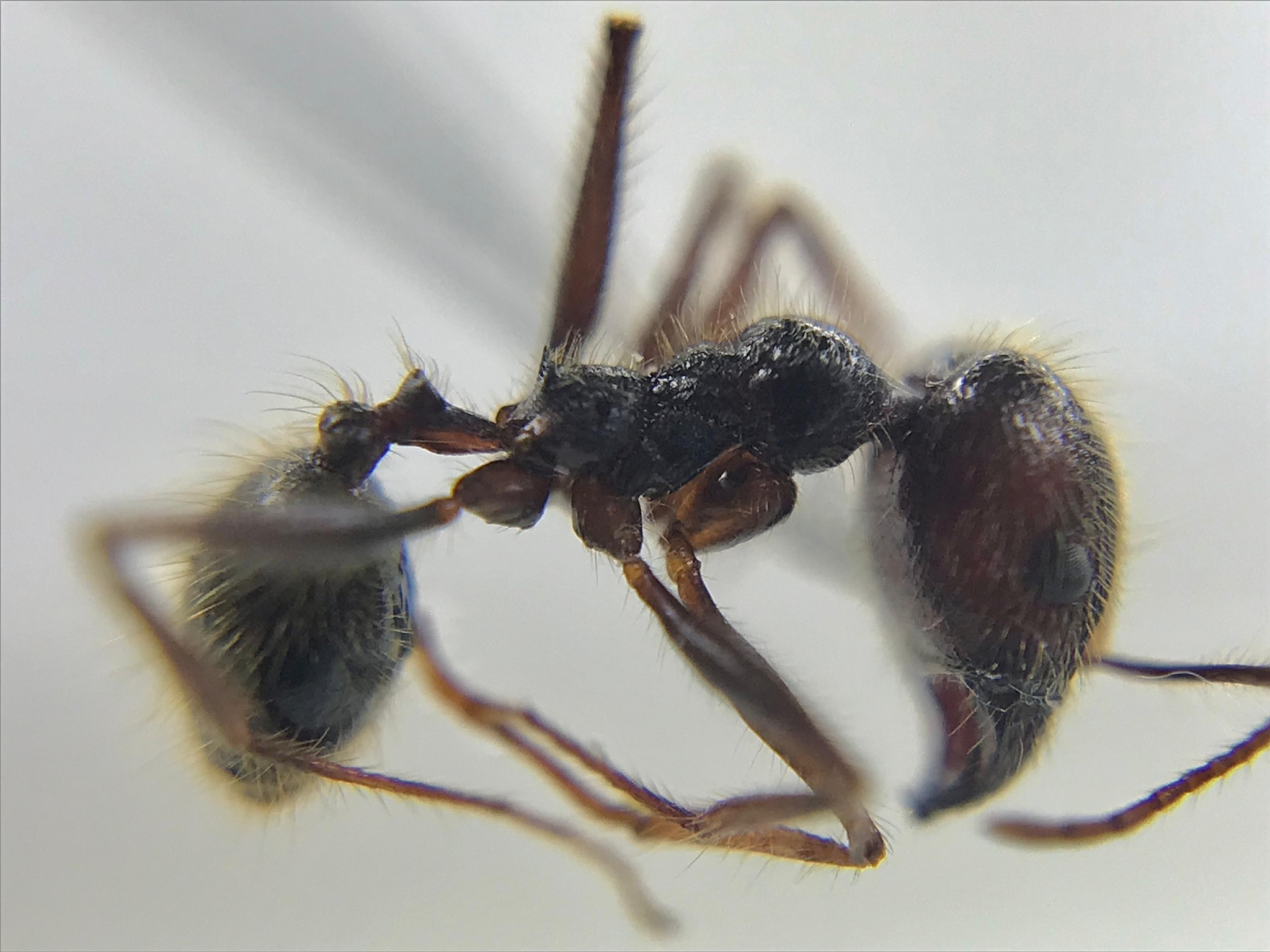 Pheidole jujuyensis