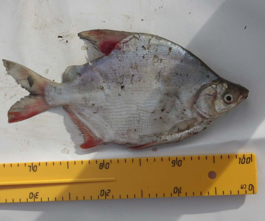 Moon fish (Citharinus latus) — Citharinidae