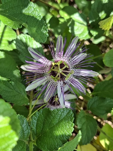 Passiflora watsoniana