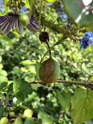 Passiflora watsoniana, photograph 3