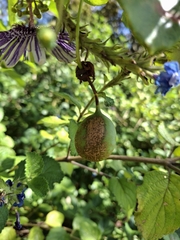 Passiflora watsoniana, photograph (c) Fabricio Carvalho da Silva, some rights reserved (CC BY)