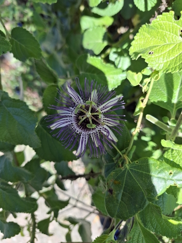 Passiflora watsoniana, photograph 4