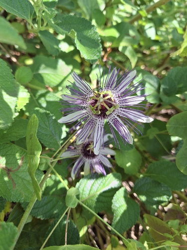 Passiflora watsoniana, photograph 5