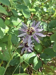Passiflora watsoniana, photograph (c) Fabricio Carvalho da Silva, some rights reserved (CC BY)
