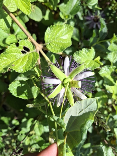 Passiflora watsoniana, photograph 6