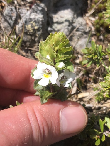 Euphrasia crassiuscula, 2024-12-05
