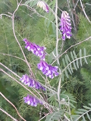 Vicia villosa