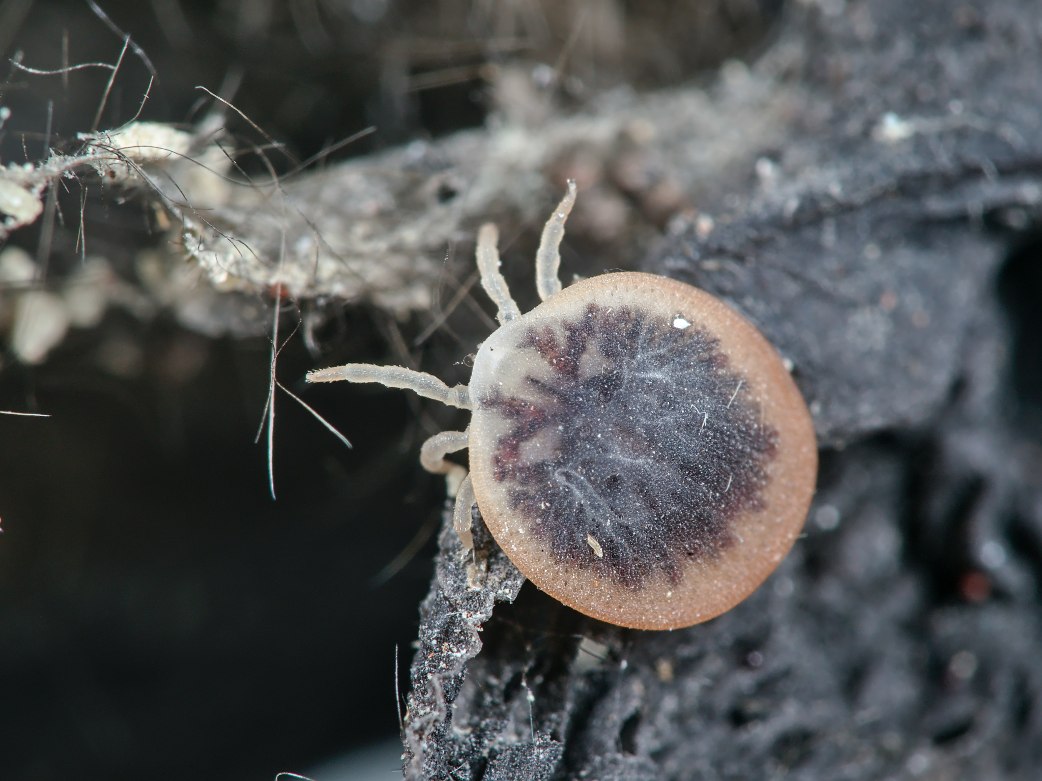 Carios vespertilionis Latreille, 1796