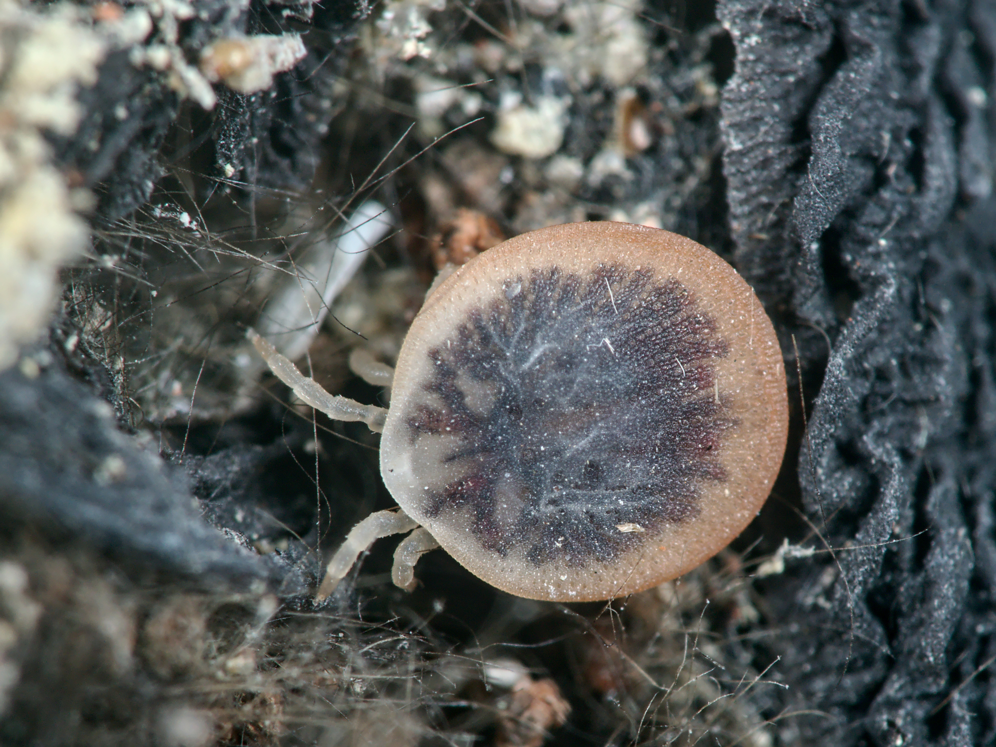 Carios vespertilionis Latreille, 1796