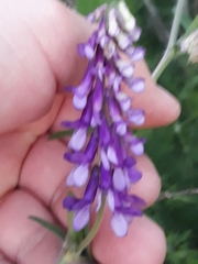 Vicia villosa