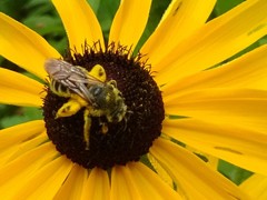Andrena rudbeckiae