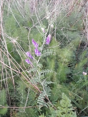 Vicia villosa