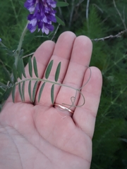 Vicia villosa