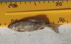Brycinus