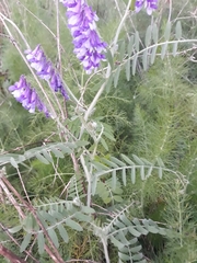 Vicia villosa