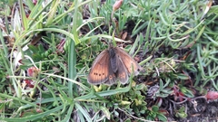 Erebia epiphron