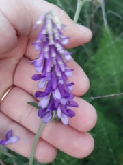 Vicia villosa