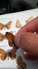 Boloria napaea