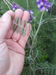 Vicia villosa
