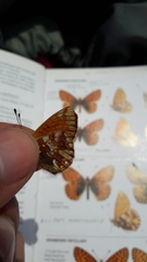 Boloria napaea