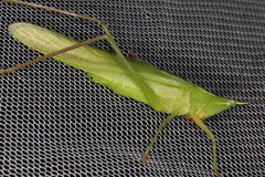 Neoconocephalus exiliscanorus