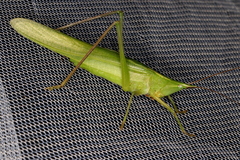 Neoconocephalus exiliscanorus