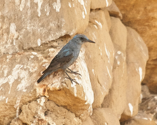 Modrokos (Monticola solitarius)