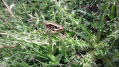 Anonconotus pusillus