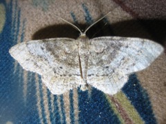 Hypagyrtis piniata