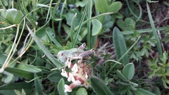 Epipodisma pedemontana