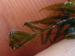 Fissidens berteroi