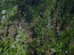 Fissidens berteroi