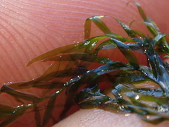 Fissidens berteroi