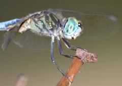 Pachydiplax longipennis